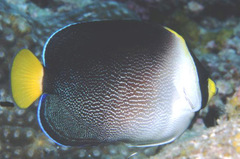 Chaetodontoplus mesoleucus