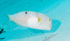 Iniistius aneitensis