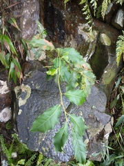 Itea
