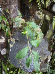 Itea
