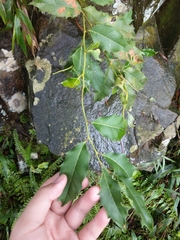 Itea