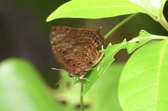 Arhopala centaurus nakula