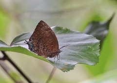 Arhopala centaurus nakula