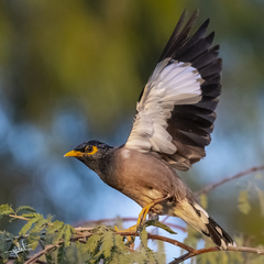 Acridotheres tristis