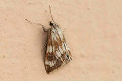 Epascestria pustulalis