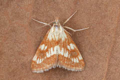 Epascestria pustulalis