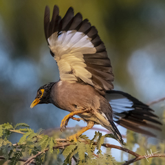 Acridotheres tristis