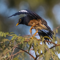 Acridotheres tristis