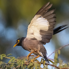 Acridotheres tristis