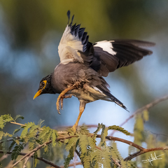 Acridotheres tristis