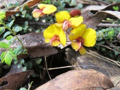 Bossiaea buxifolia