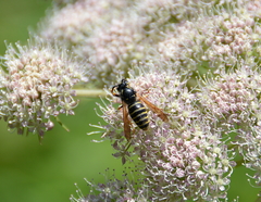 Dolichovespula media