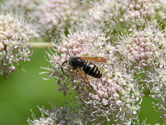 Dolichovespula media