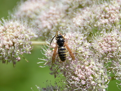 Dolichovespula media