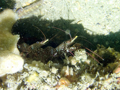 Rhynchocinetes serratus