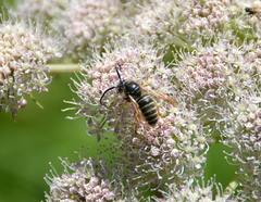Dolichovespula media