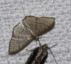 Idaea coercita
