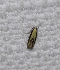 Opogona stenocraspeda