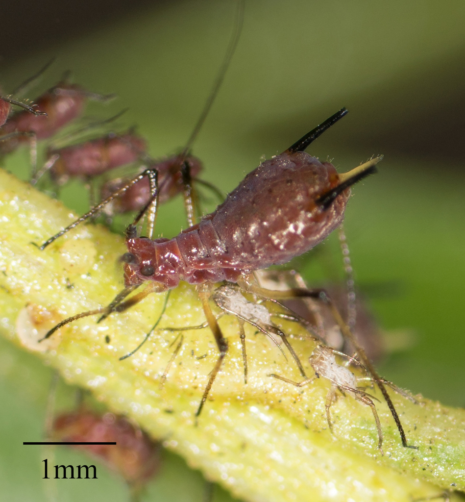 Uroleucon ambrosiae