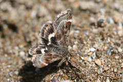 Atralata albofascialis