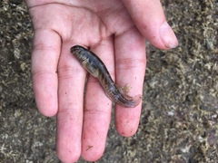 Omobranchus rotundiceps