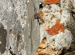 Anatololacerta ibrahimi