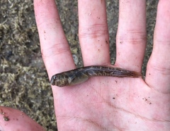 Omobranchus rotundiceps