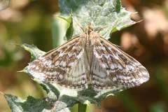 Evergestis frumentalis