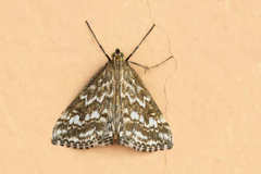 Evergestis frumentalis