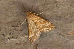 Evergestis frumentalis
