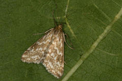Evergestis frumentalis