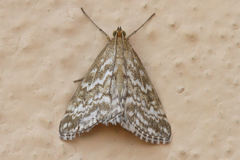 Evergestis frumentalis
