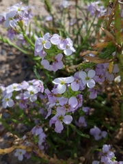 Cakile maritima euxina