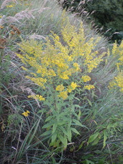 Solidago × niederederi