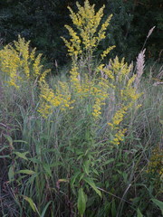 Solidago × niederederi