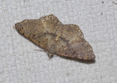 Dissomorphia australiaria