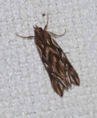 Clytoscopa iorrhoda