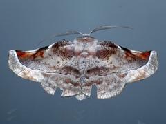 Oenochroma turneri