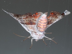 Oenochroma turneri