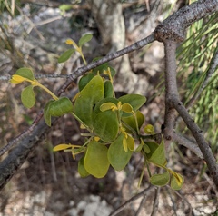 Notothixos subaureus