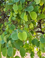 Bauhinia castrata (Bauhinia castrata)