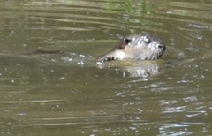 Lutrogale perspicillata