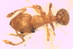 Wasmannia auropunctata