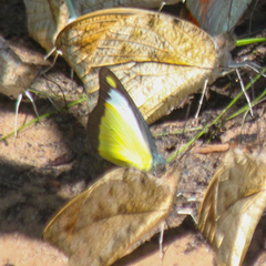 Appias lyncida eleonora