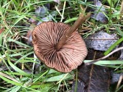 Basidiomycota