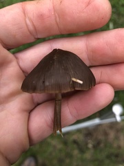 Basidiomycota