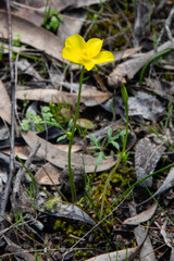 Ranunculus robertsonii