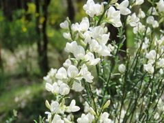 Cytisus multiflorus