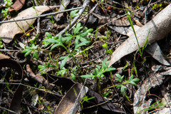 Ranunculus robertsonii