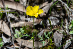 Ranunculus robertsonii